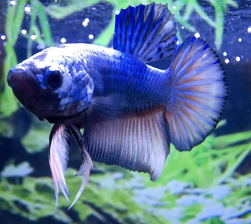 Cá betta đực màu xanh dương đuôi tròn trong bể thủy sinh
