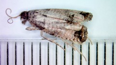 Notocelia culminana