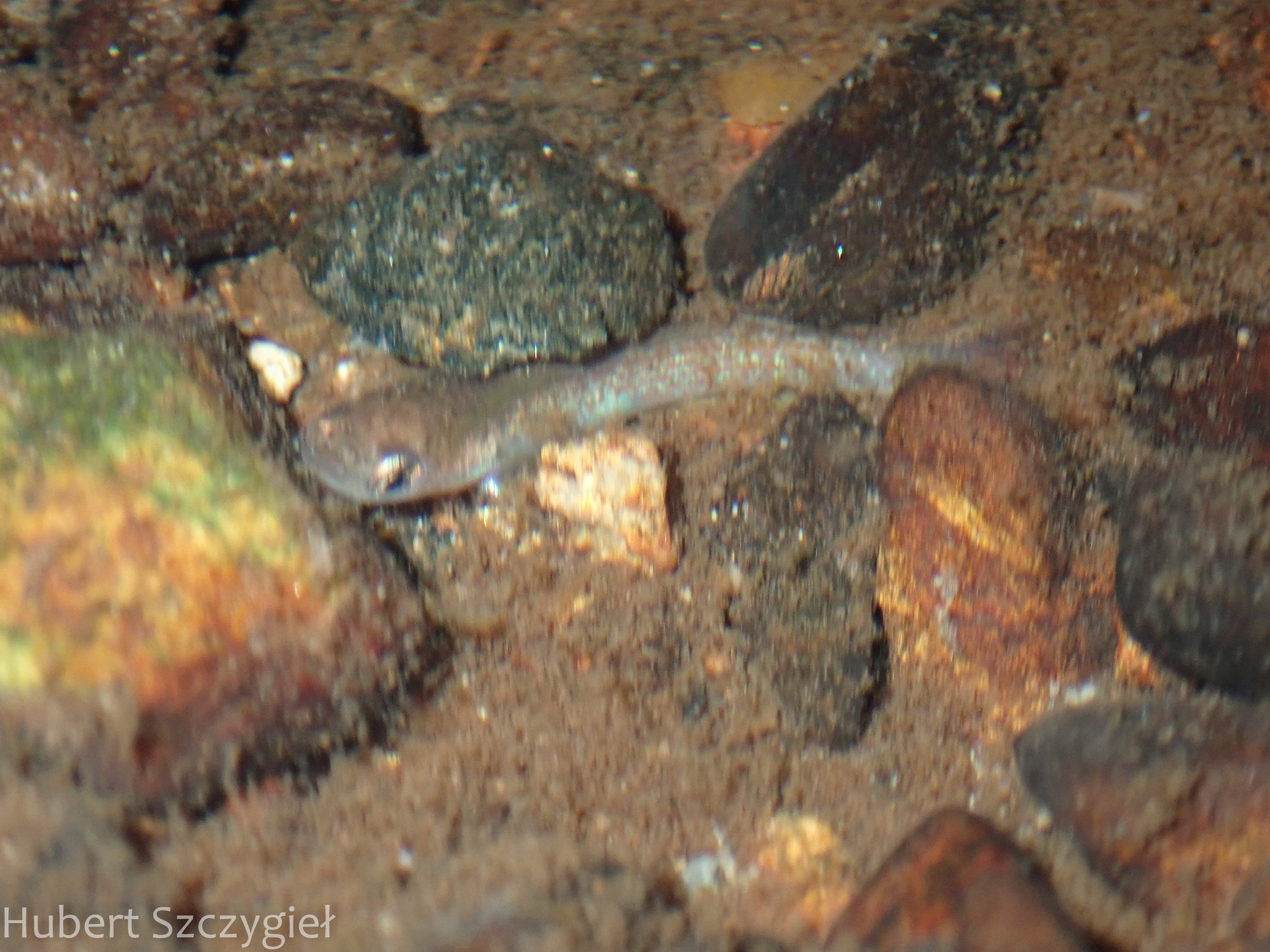 Anablepsoides parlettei