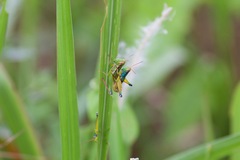 Caryanda spuria