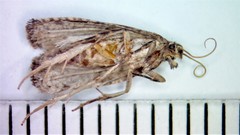 Notocelia culminana
