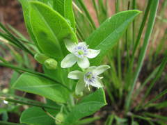 Basananthe sandersonii