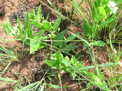 Basananthe sandersonii