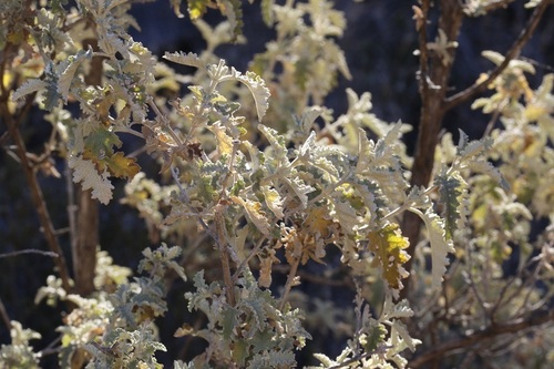 Image of Buddleja glomerata by (c) Karen Eichholz, some rights reserved (CC BY)
