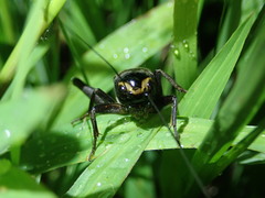 Teleogryllus occipitalis