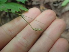 Media resource of Carex deweyana