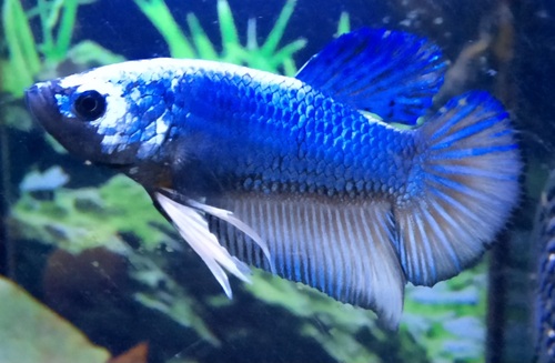 Cá betta đực màu xanh dương trắng bơi trong bể cây