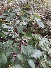 Quercus prinoides
