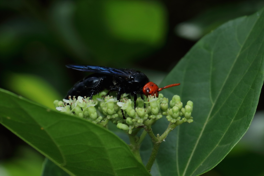 Scolia rugifrons
