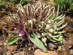 Brachystelma barberae