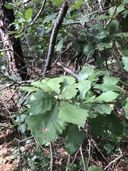 Quercus prinoides