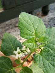 Solanum nigrum