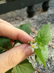 Solanum nigrum