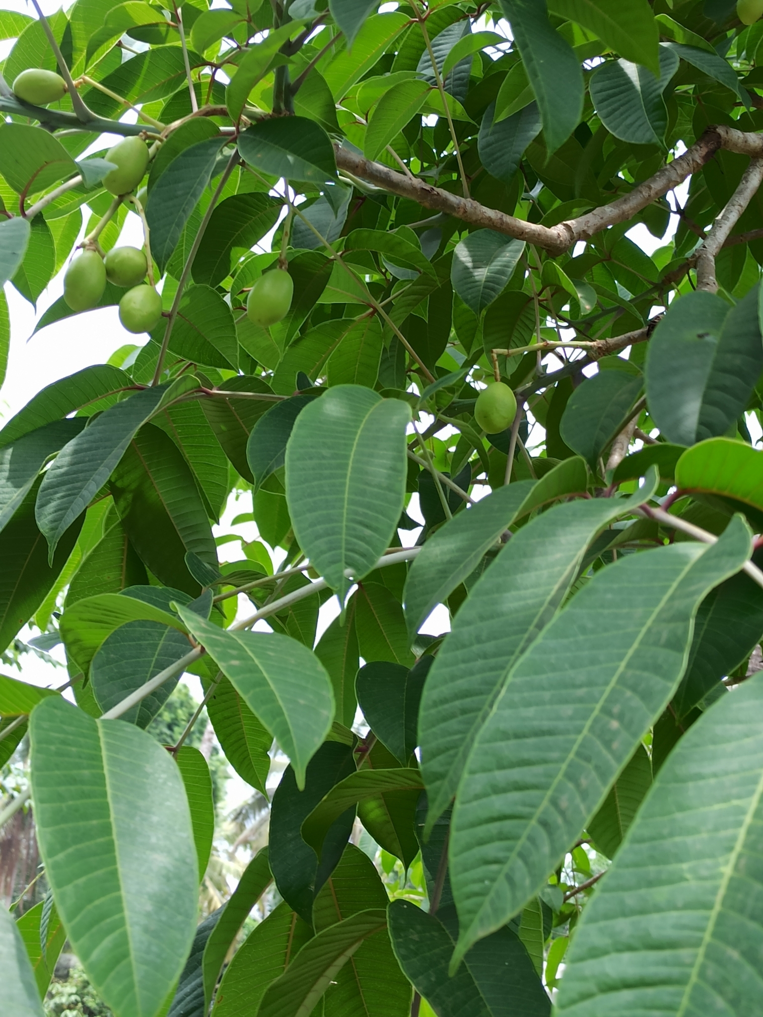 Amberella (Spondias pinnata)