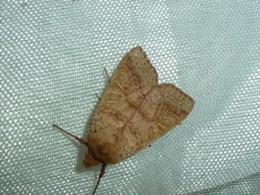 Agrochola pistacinoides