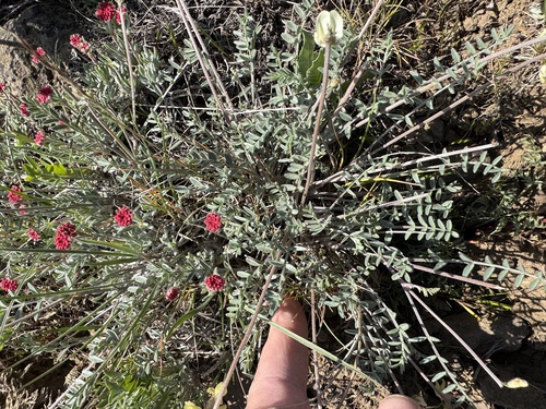 Image of Astragalus misellus by no rights reserved