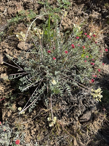Pauper Milkvetch (Astragalus misellus)