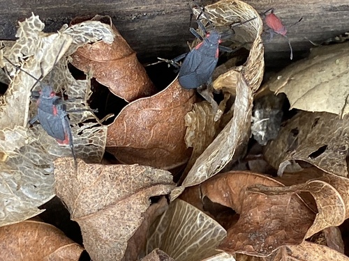 iNaturalist observation photo of Red-shouldered Bug