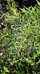 Passerina rigida