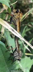 Echthistus rufinervis