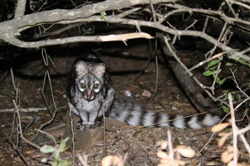 Feline Genet (Genetta felina)