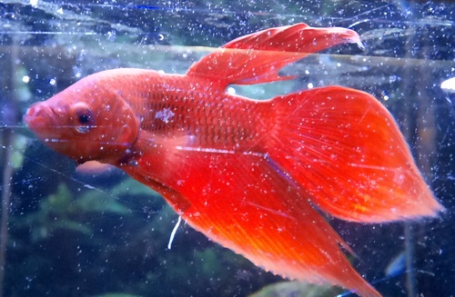 Cá betta đực màu đỏ rực, vây xòe đẹp trong bể