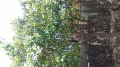 Anacardium occidentale