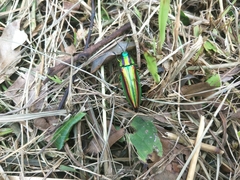 Chrysochroa fulgidissima