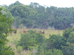 Hippotragus niger roosevelti