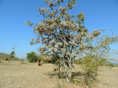 African Blackwood (Dalbergiella)