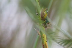 Caryanda spuria