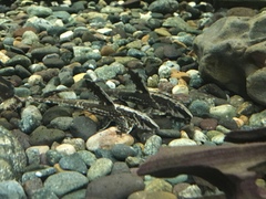 Chocolate-Colored Catfish photo 3