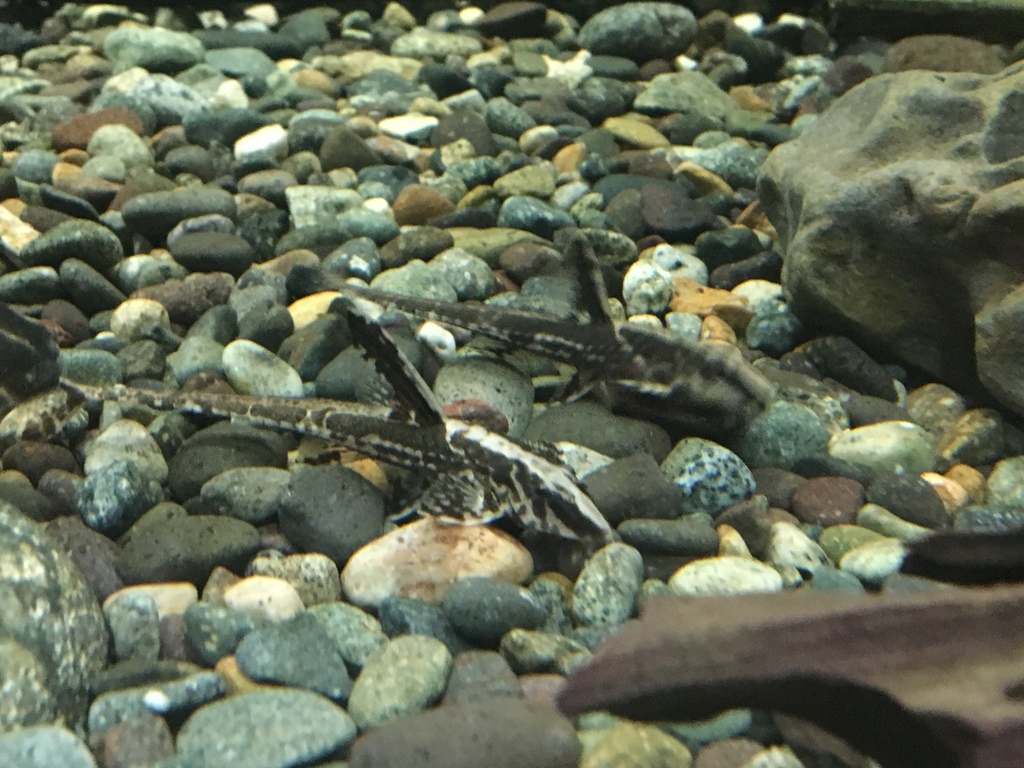 Chocolate-Colored Catfish