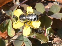 Lasioglossum leucozonium