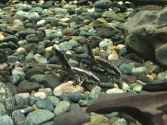 Chocolate-Colored Catfish photo 2