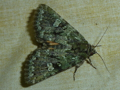 Olivenebula xanthochloris