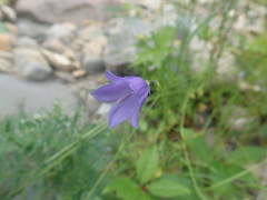 Campanula intercedens