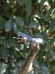 Argia