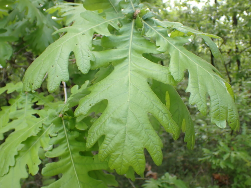 Image of Quercus frainetto by (c) Zeke Marshall, some rights reserved (CC BY)