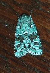 Lacinipolia laudabilis