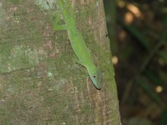 Anolis punctatus