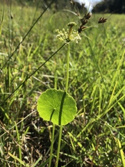 Hydrocotyle tribotrys