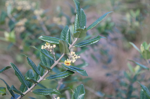 Anastrabe integerrima, photograph 5