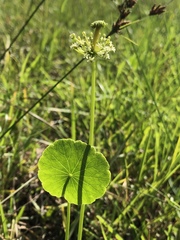 Hydrocotyle tribotrys