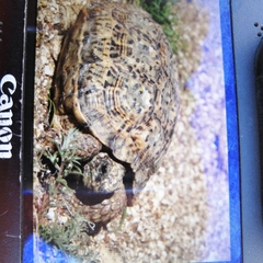 Chersobius signatus