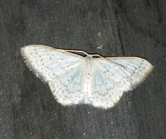 Idaea tacturata