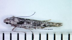 Batrachedra praeangusta