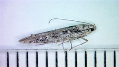 Batrachedra praeangusta