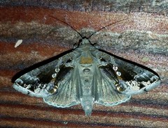 Chrysodeixis includens