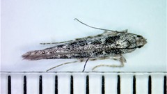 Batrachedra praeangusta